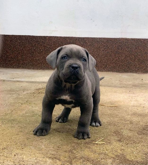 Mascul cane corso blue