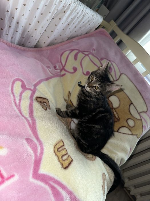 Отдам котика