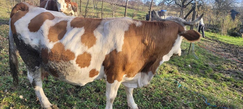 Vand vaca buna de lapte