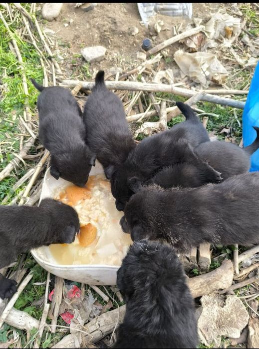 Отдам замечательных щенят в добрые руки