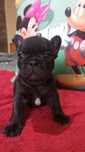 Bulldog francez .Mascul