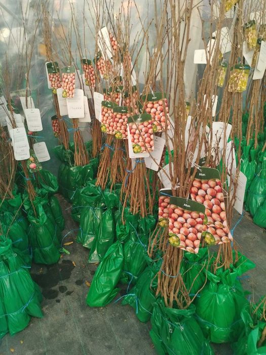 Plante de rodie de vânzare - Bucură-te de fructe proaspete!