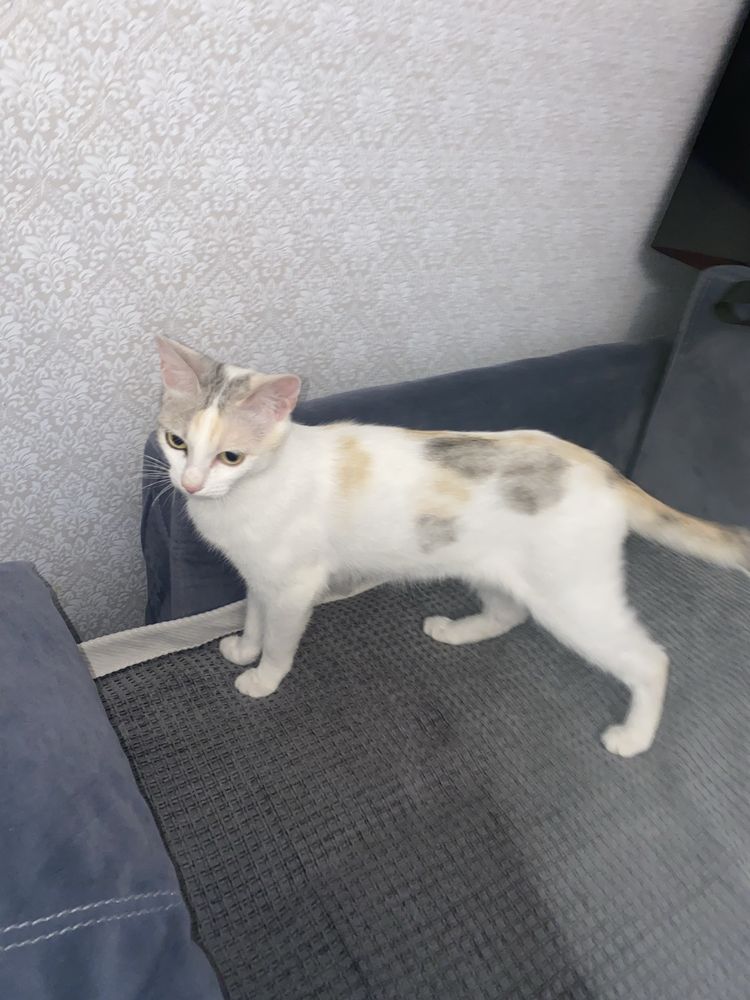 Кошечка ищет дом