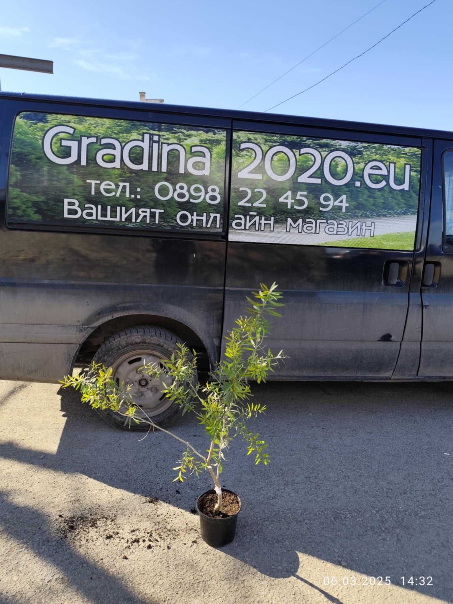 Калистемон (Callistemon citrinus)