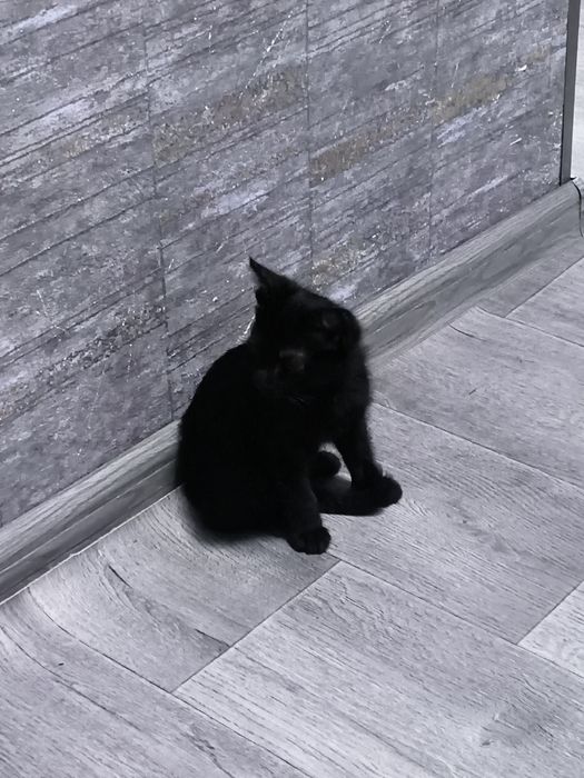 Отдам в хорошие руки котят.