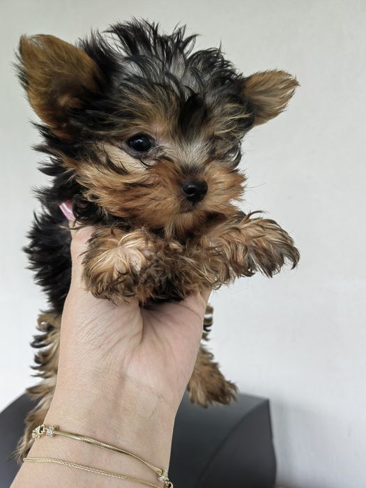 Femela Yorkshire Terrier
