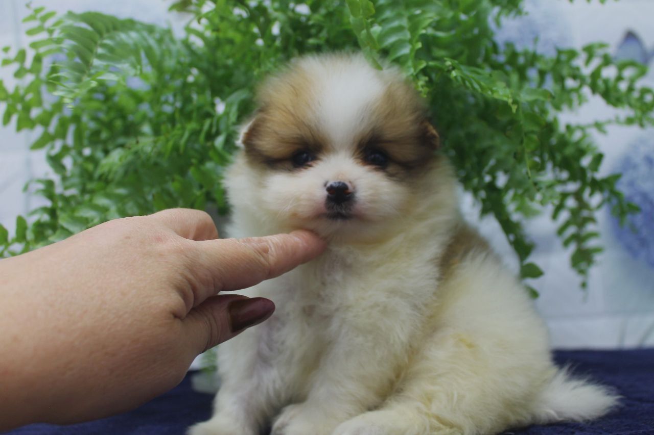 Щенок шпиц, мини мальчик.