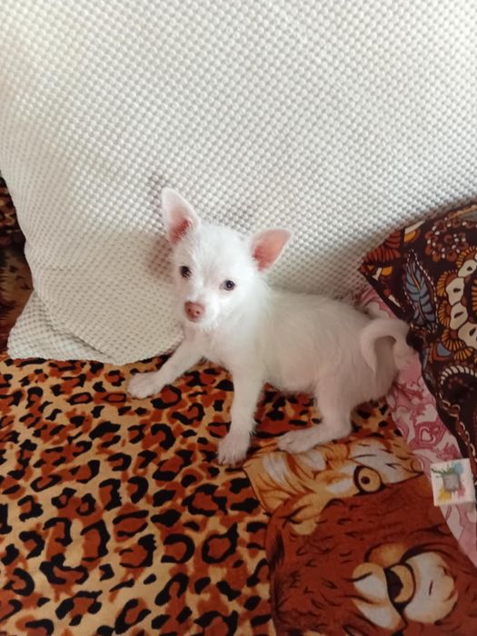 Момченце чихуахуа