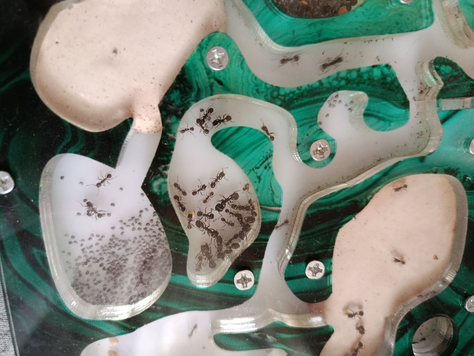 Продаётся муравьиная ферма