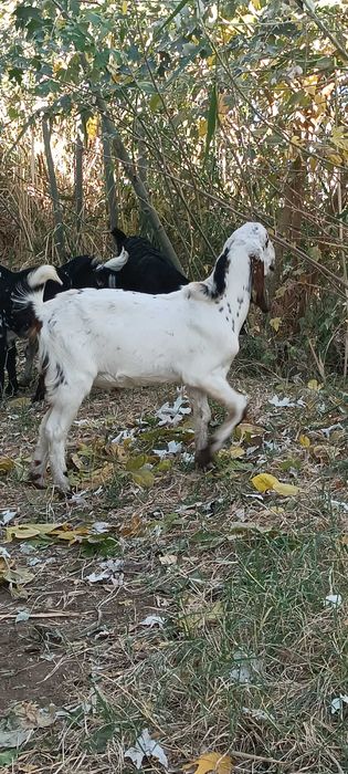 Битал така сотилади