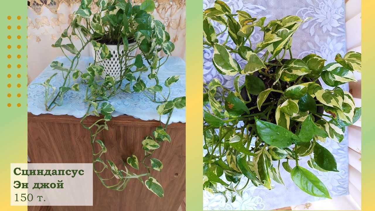 Цветы для дома, офисов, кафе, клиник. Шикарная Хойя. Эпипремнумы