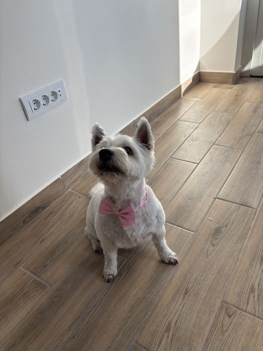 Frizerie canina / infrumusetare canina / grooming catei