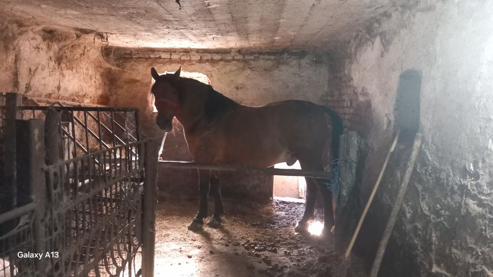 Cal de vânzare bun de ham