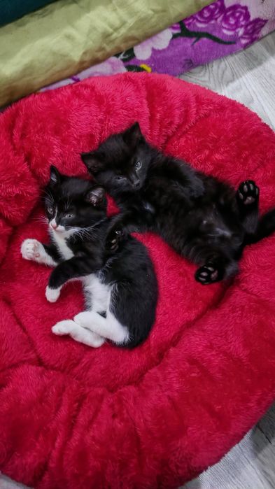 Два малыша в поисках дома! Ташкент !