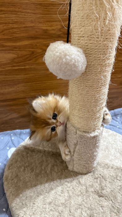 Британские котята