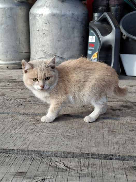 Отдам котёнка в добрые руки