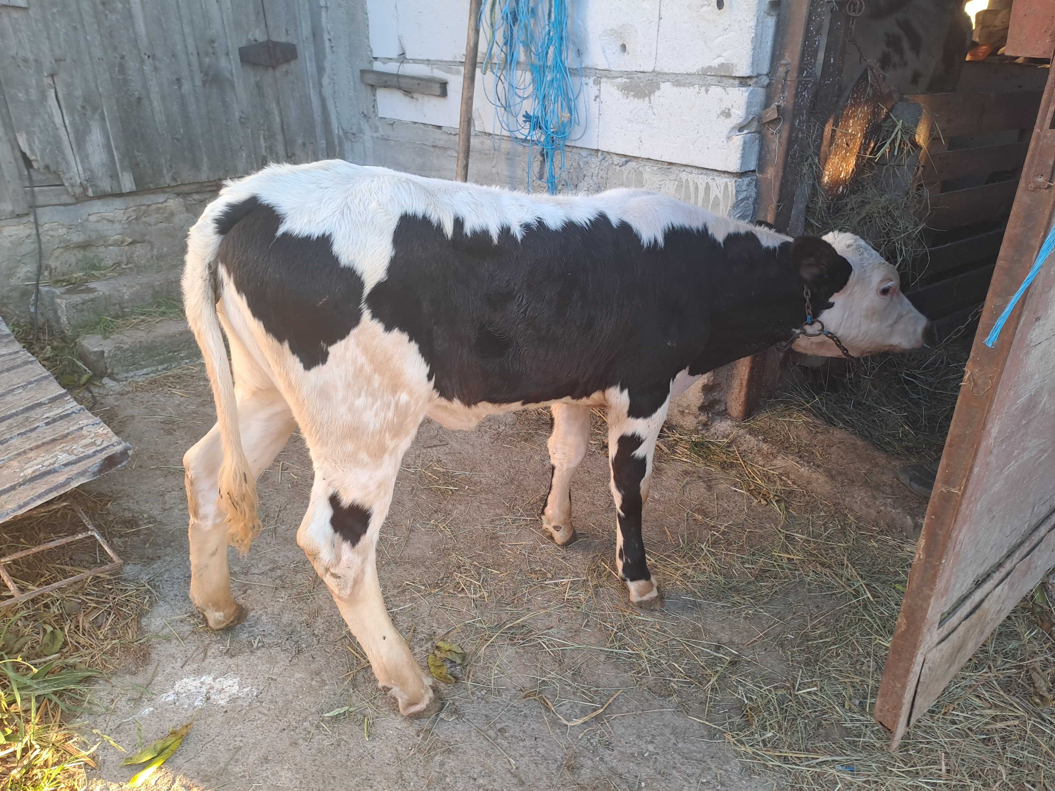 Vând 2 vițele de 2luni jumate