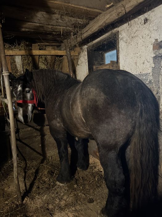 Vand armasar sur culoare coca cola