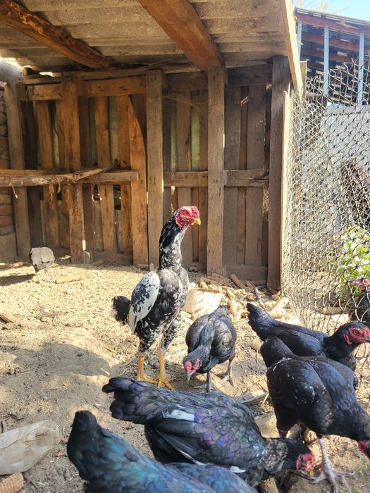 Продам ко шамошик