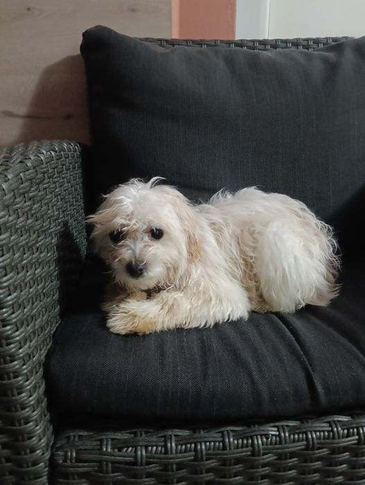 Vând Bishon Maldez București sector 5