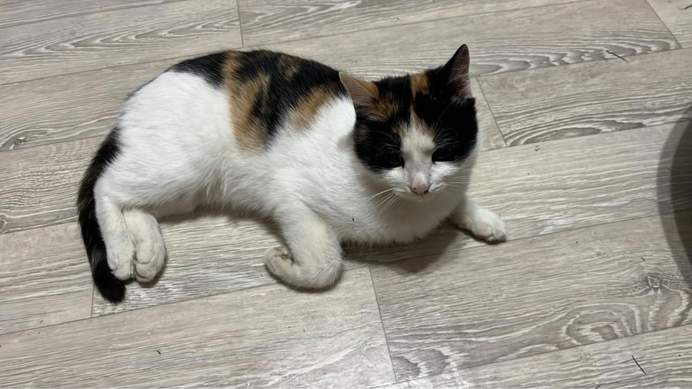 Кот кошка котята