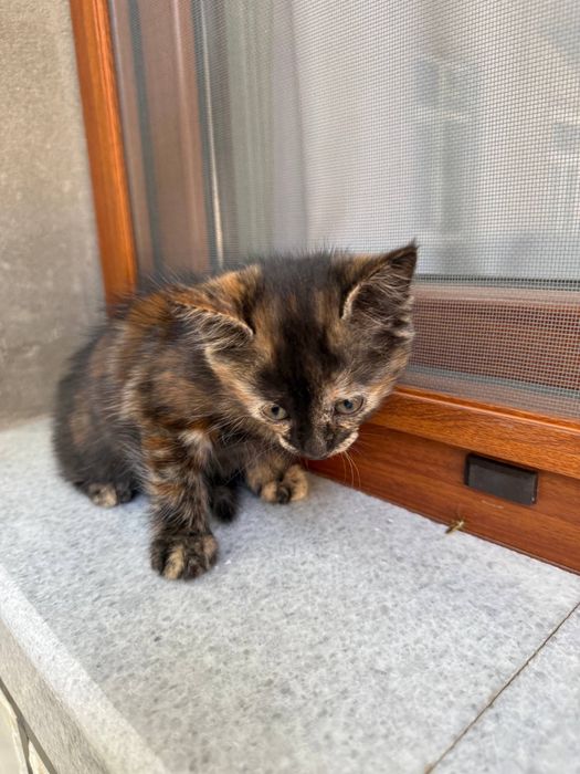 Mushuk 3 ta bor, yaxshi qaraydiganlarga beriladi