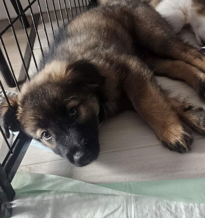 Кученца за осиновяване