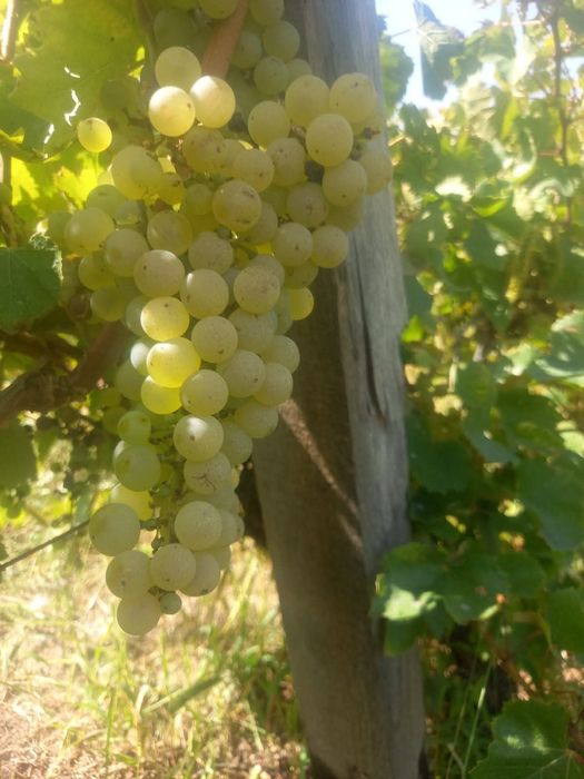 Butași de vita de vie de anul 3