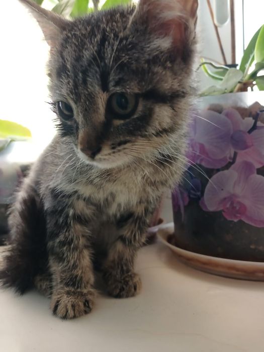 Котенок девочка 1,5 мес