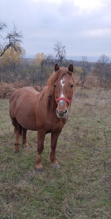 Vând Armăsar in varsta de 8 ani