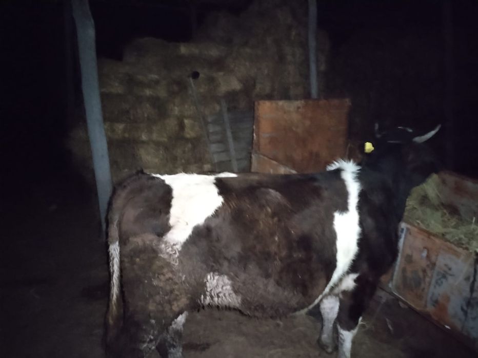 Vacă junică gestantă OFERTA