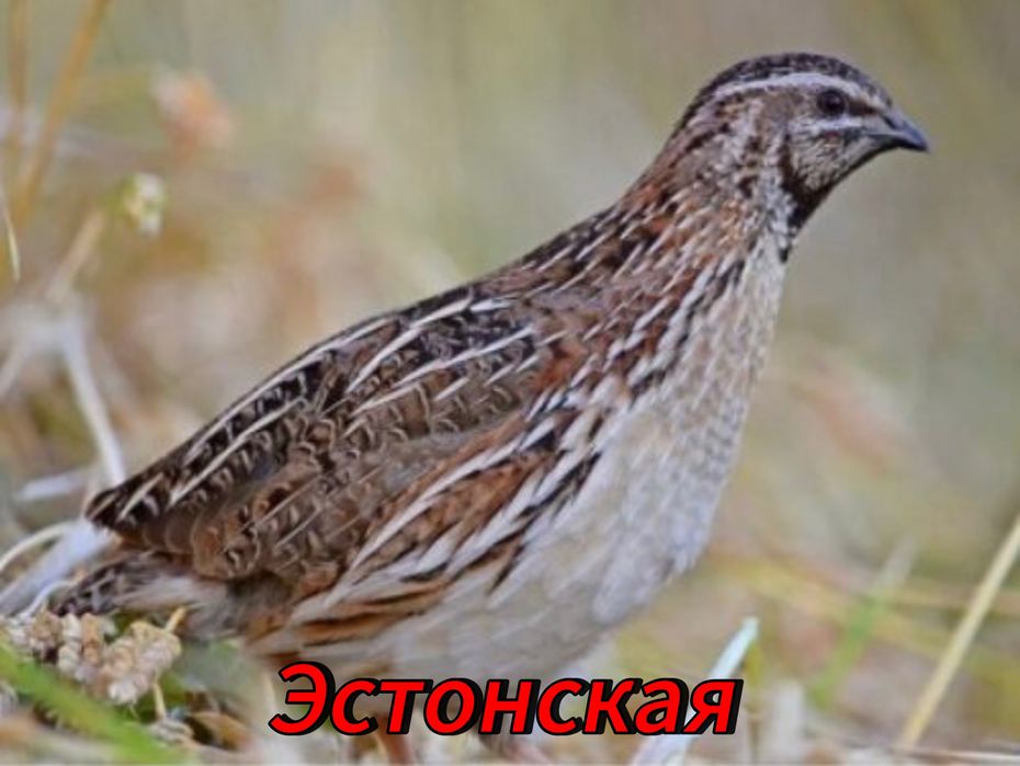 Инкубационные яица перепел