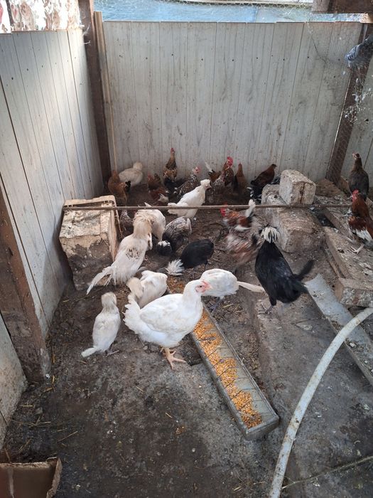 Gainusi pitice si motate