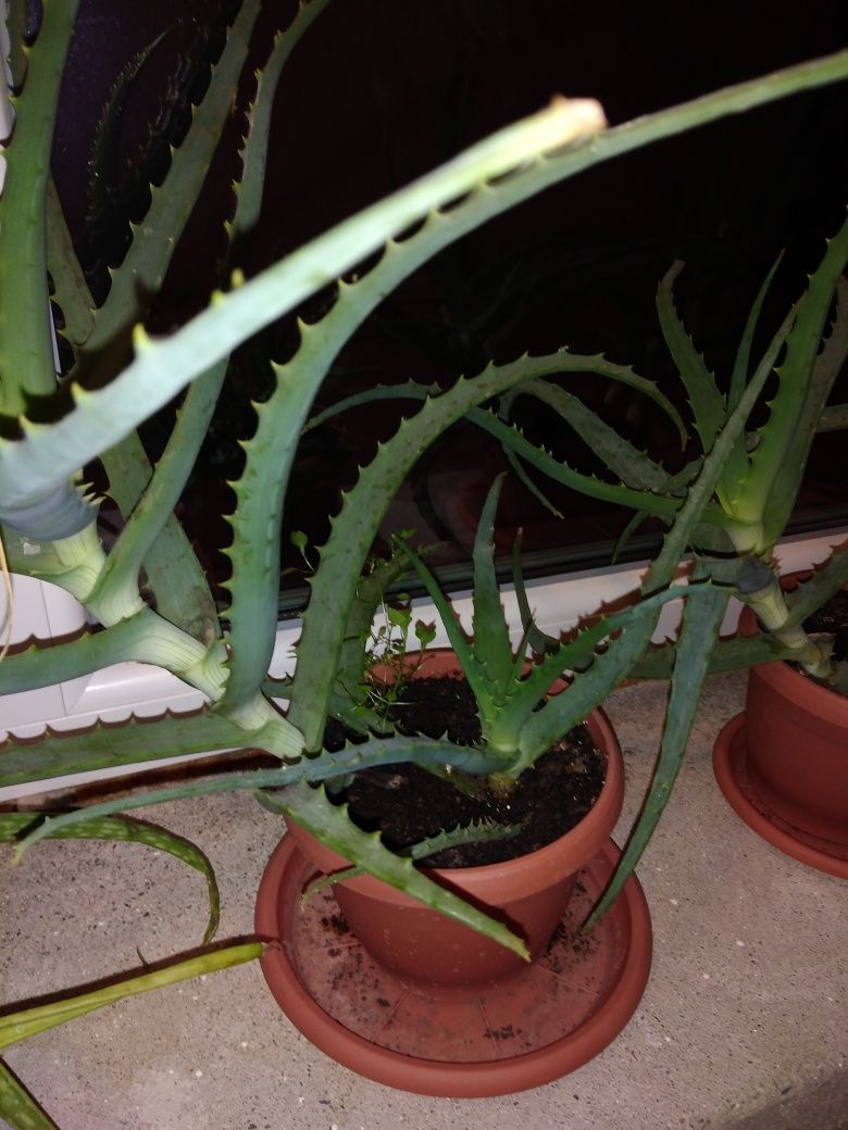 Puieți aloe vera