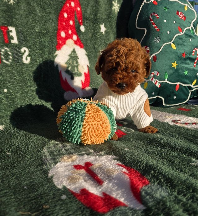 Запазено! Пудел той/Toy poodle/Момчета 100% той