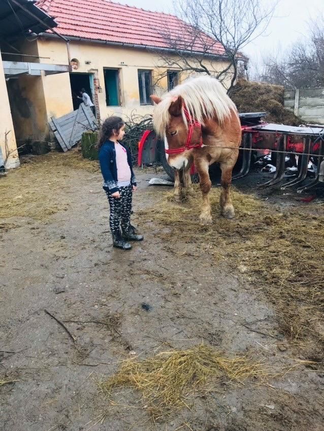 Vând 4 mnzute  în vârstă 1.an