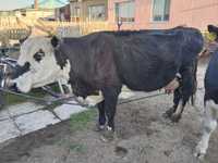 Продам коров дойных и телят  2-3 месяца