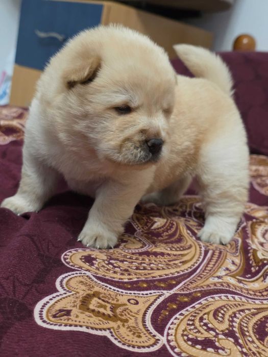 Pui femela chow chow