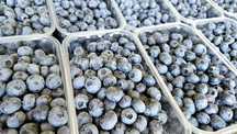 Afine dulci, gustoase, aromate
