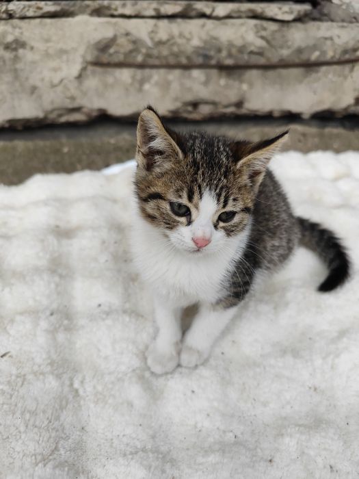 Подарявам котенце