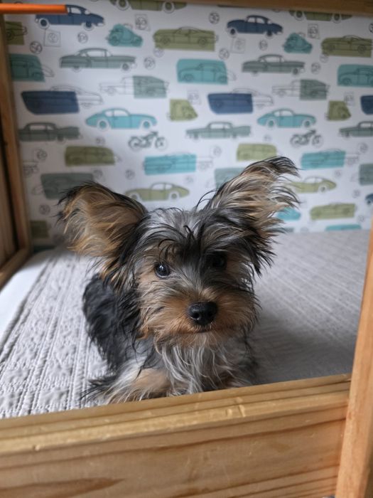 Йоркширски териер Йорки