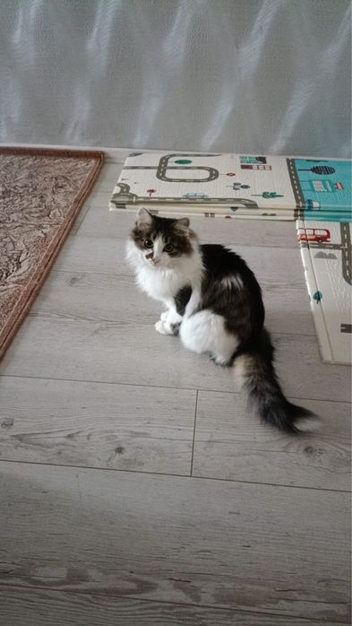 Отдам кошечку, стерилизованная, паспорт, прививки, чип.