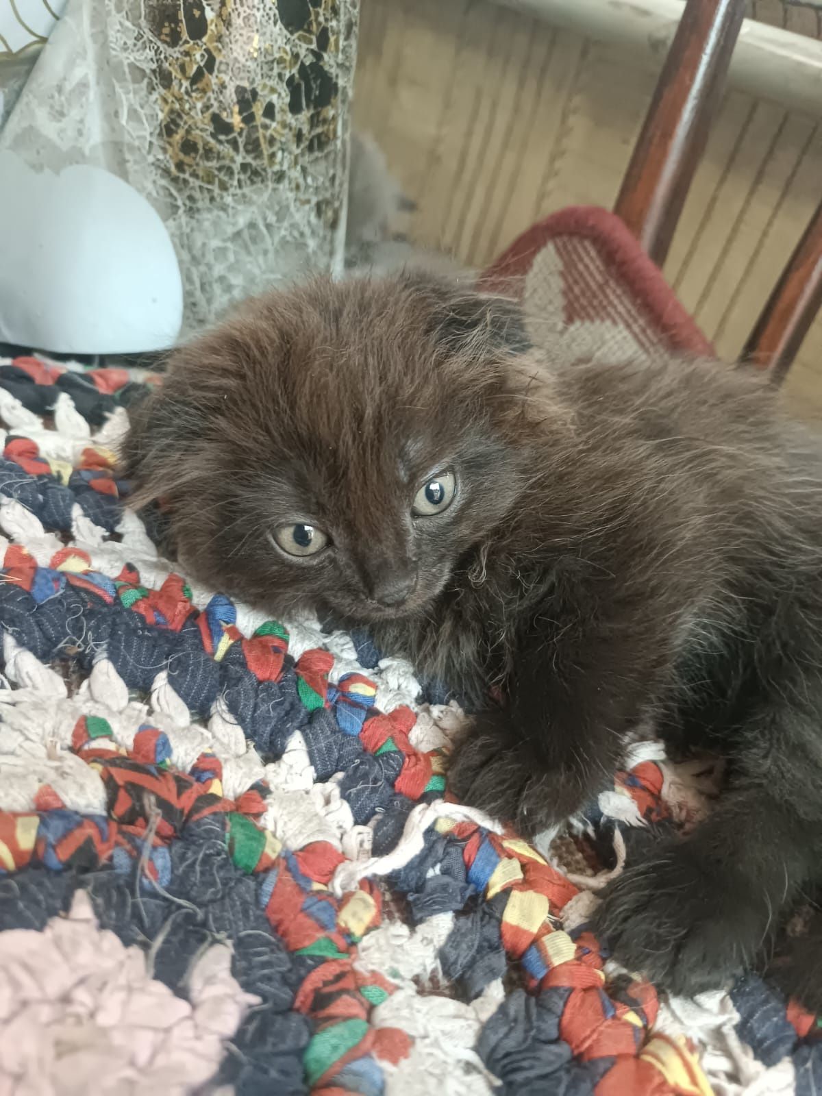 Котята Скоттиш фолд