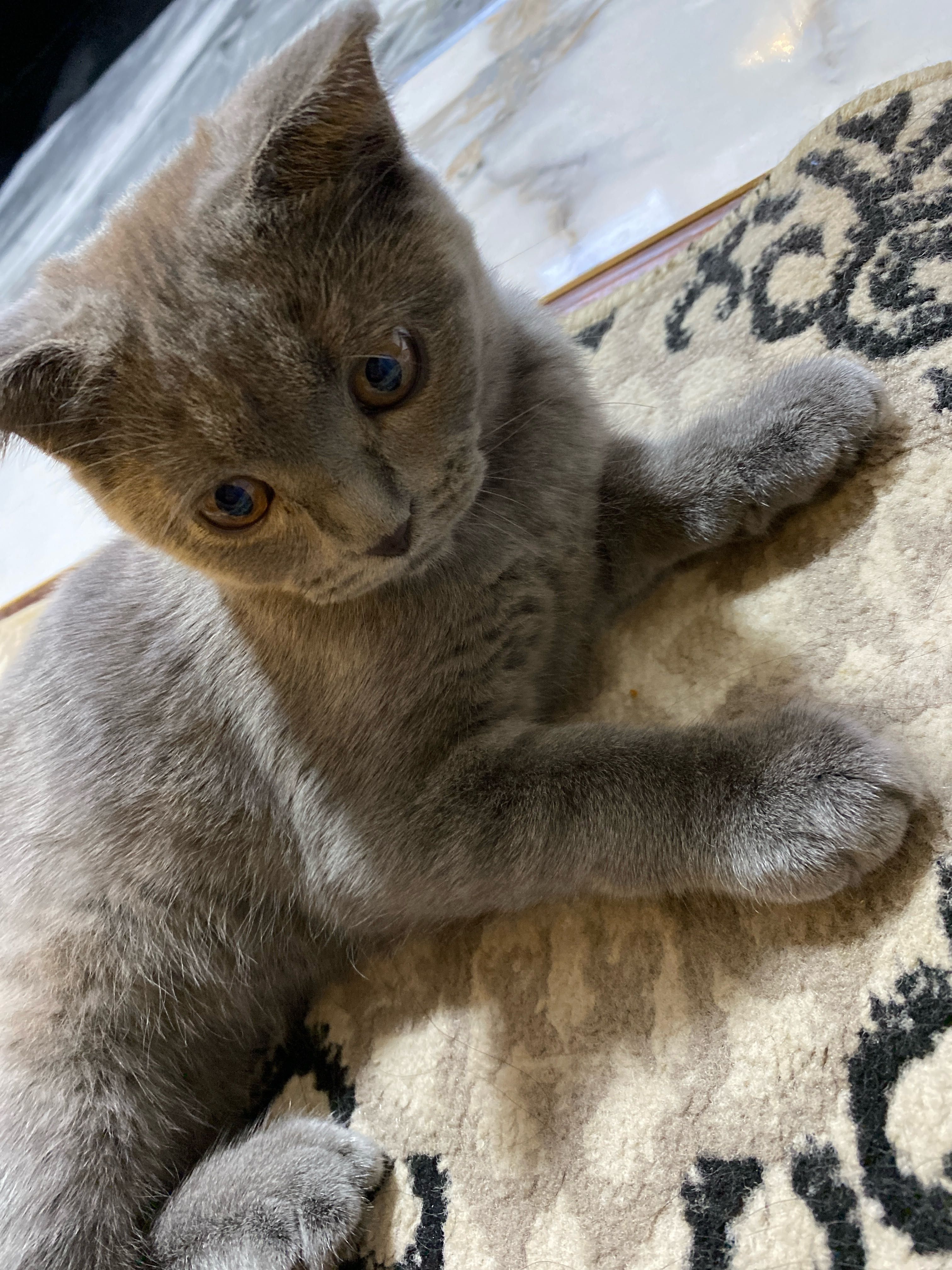 Кошка Барсел малинки