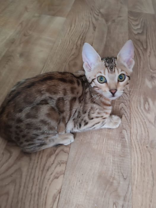 Молодая бенгальская кошечка ищет жениха для вязки