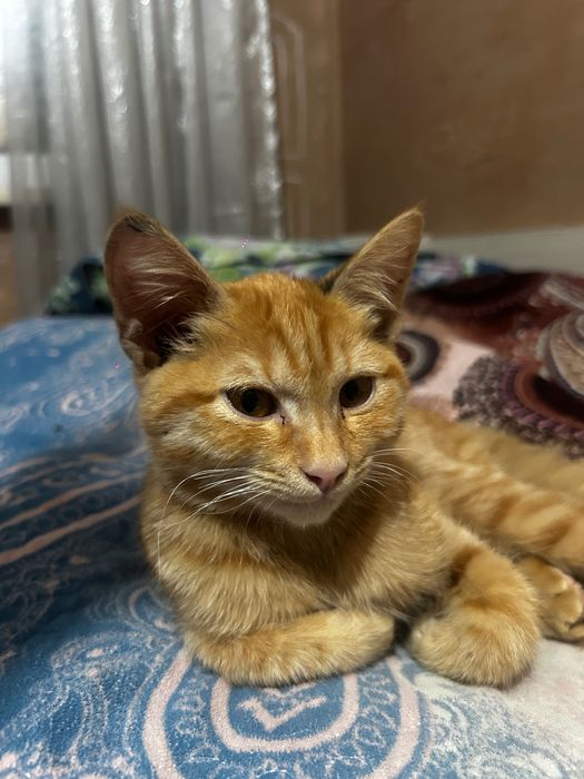 Котенок ищет свой дом