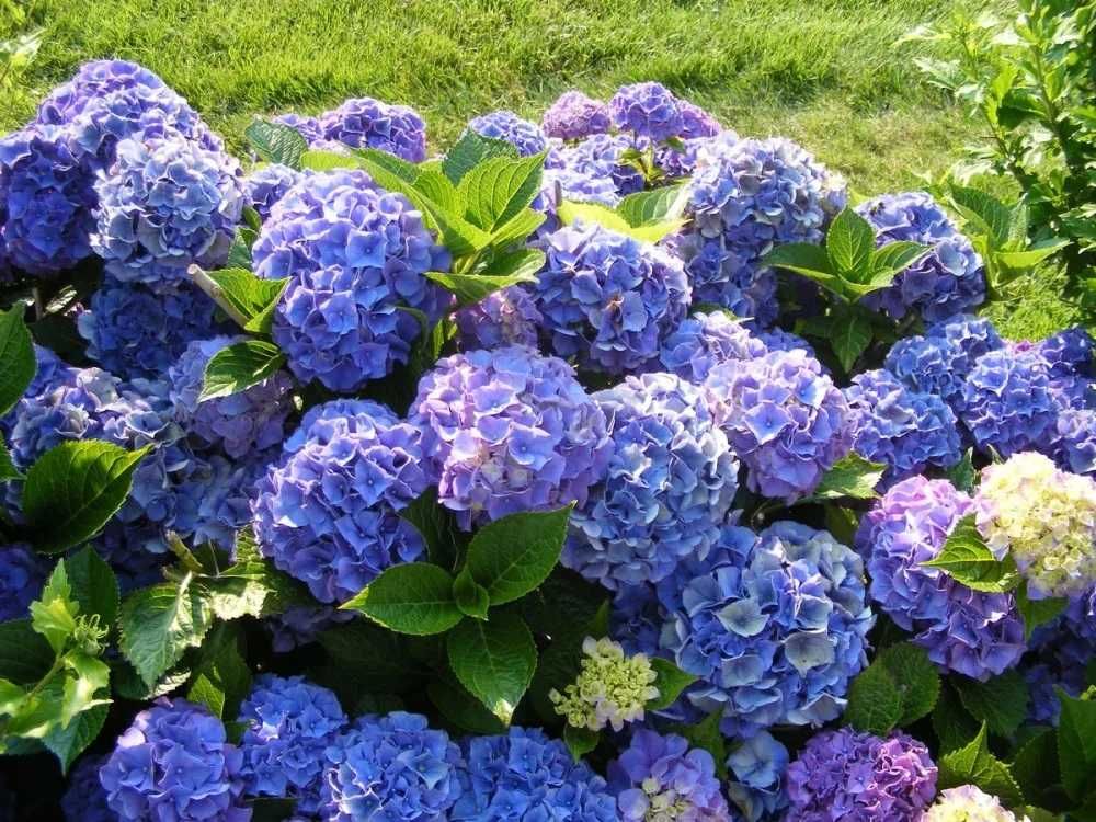 Хортензия за сянка налични 5 сорта