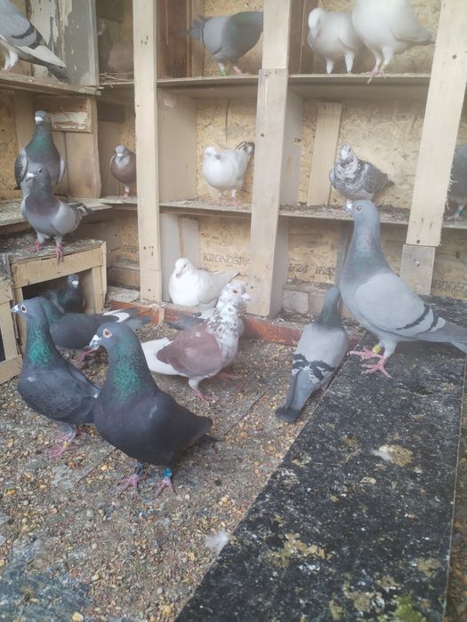 Vând porumbei voiajori