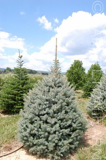Puieti molid argintiu-Picea Pungens Majestic Blue