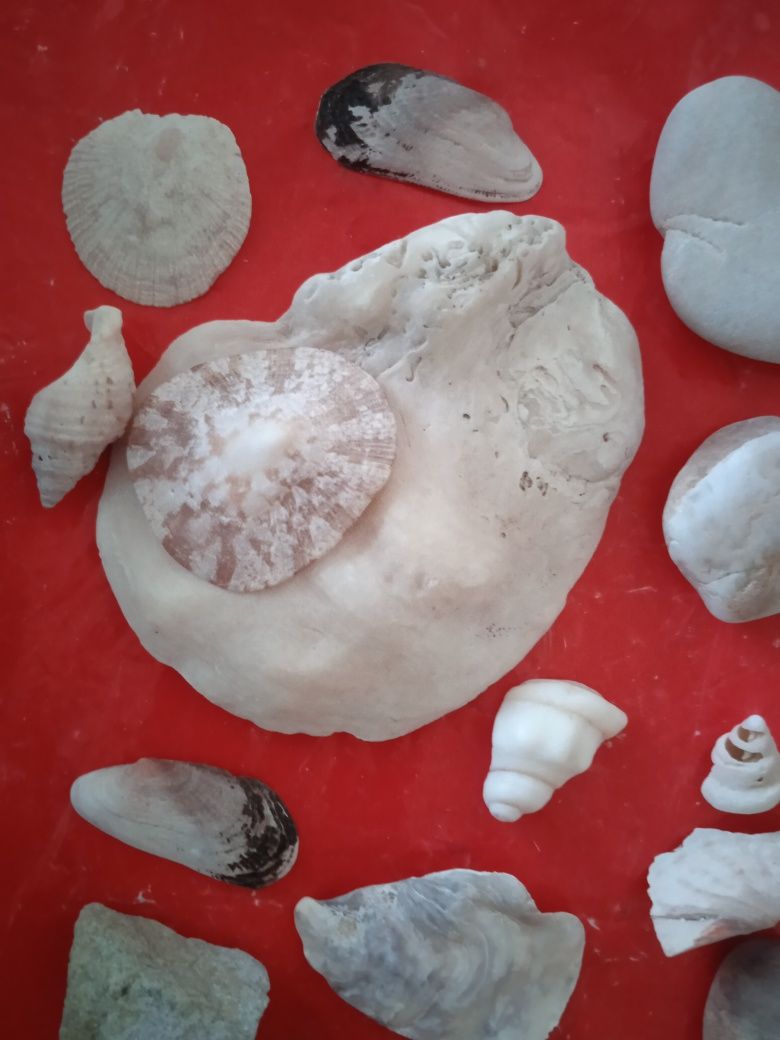 Ракушки,кораллы -Дары Индийского океана: Ракушки,камешки необычные, с